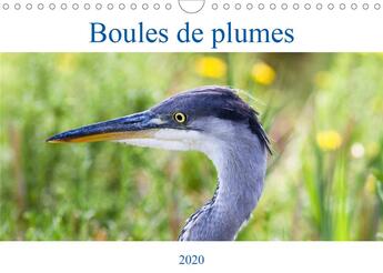 Couverture du livre « Boules de plumes (édition 2020) » de Makhloufi Djama aux éditions Calvendo