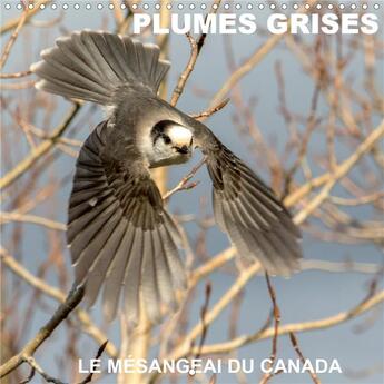 Couverture du livre « Plumes grises le mesangeai du canada calendrier mural 2020 300 300 mm square - rencontre avec le mes » de Philippe Henry aux éditions Calvendo