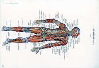 Couverture du livre « Schemas de travaux pratiques d'anatomie ; planches d'anatomie t.22 ; les nerfs peripheriques » de Pierre Kamina aux éditions Maloine