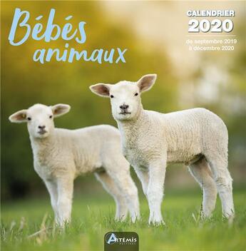 Couverture du livre « Calendrier bebes animaux (2020) » de  aux éditions Artemis