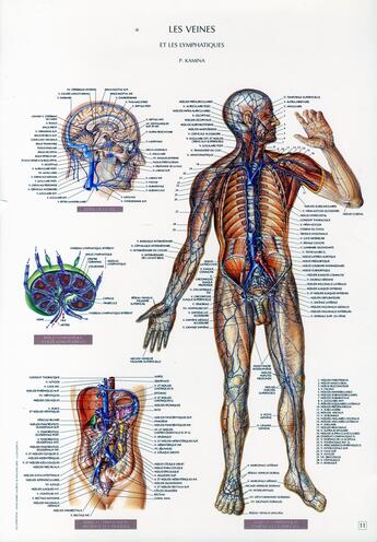 Couverture du livre « Schemas de travaux pratiques d'anatomie ; planches d'anatomie t.11 ; les veines et les lymphatiques » de Pierre Kamina aux éditions Maloine