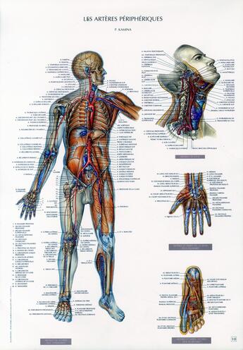 Couverture du livre « Schemas de travaux pratiques d'anatomie ; planches d'anatomie t.10 ; les arteres peripheriques » de Pierre Kamina aux éditions Maloine