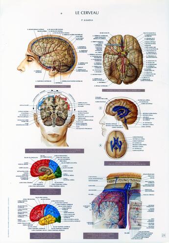 Couverture du livre « Schémas de travaux pratiques d'anatomie ; planches d'anatomie t.21 ; le cerveau » de Pierre Kamina aux éditions Maloine