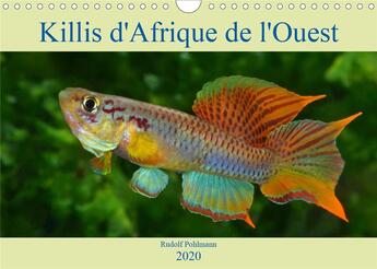 Couverture du livre « Killis d'Afrique de l'Ouest (Calendrier mural 2020 DIN A4 horizontal) ; Poissons colorés (Calendrier mensuel, 14 Pages ) » de Rudolf Pohlmann aux éditions Calvendo