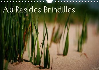 Couverture du livre « Au Ras des Brindilles ; calendrier mural 2017 DIN A4 horizontal; » de Sainto Loo aux éditions Calvendo