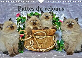 Couverture du livre « Pattes de velours calendrier mural 2020 din a4 horizontal - seance photos de chatons calen (édition 2020) » de S Ume Sylvia aux éditions Calvendo