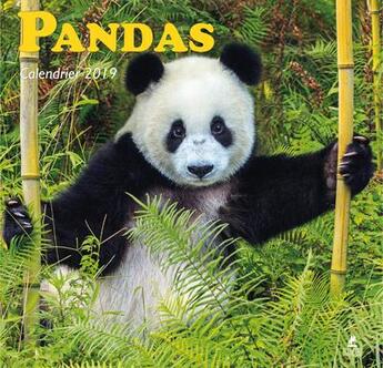 Couverture du livre « Pandas calendrier (édition 2019) » de  aux éditions Place Des Victoires