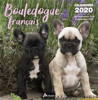 Couverture du livre « Calendrier bouledogue francais (2020) » de  aux éditions Artemis