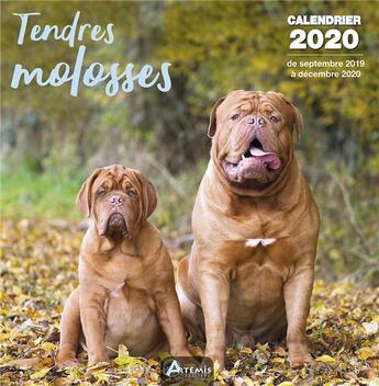 Couverture du livre « Calendrier tendres molosses (2020) » de  aux éditions Artemis