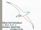 Couverture du livre « Natural selection : sélection naturelle » de Julien Chaplier aux éditions Books On Demand