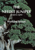 Couverture du livre « The needle juniper ; working bonsai » de Ooishi Lezoo aux éditions Jardin Press