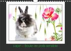 Couverture du livre « Lapin boule de poils sensible calendrier mural 2019 din a4 horizontal - lapin angora un etre vivant » de Kathy Mahevo aux éditions Calvendo