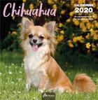 Couverture du livre « Calendrier chihuahua (2020) » de  aux éditions Artemis
