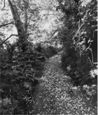 Couverture du livre « Robert adams an old forest road (voir 9783960981237) /anglais » de Robert Adams aux éditions Michael Mack
