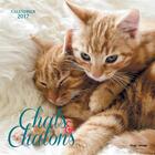 Couverture du livre « Calendrier mural 2016 ; chats & chatons » de  aux éditions Hugo Image