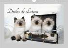 Couverture du livre « Drôles de chatons (Calendrier mural 2020 DIN A4 horizontal) ; Ils vous donneront le sourire (Calendrier mensuel, 14 Pages ) » de Jennifer Chrystal aux éditions Calvendo
