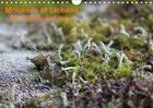 Couverture du livre « Mousses et lichens de fontainebleau calendrier mural 2018 di - 12 photos des mousses et liche » de Clouzeau G aux éditions Calvendo