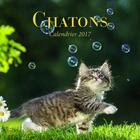 Couverture du livre « Calendrier chatons 2017 » de  aux éditions Place Des Victoires