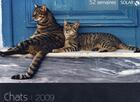 Couverture du livre « Coffret chats 2009 » de Francoise Cappelle aux éditions Solar