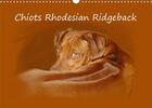 Couverture du livre « Chiots rhodesian ridgeback calendrier mural 2020 din a3 horizontal - photographies de chiots de rho (édition 2020) » de Van Wyk Www.G aux éditions Calvendo