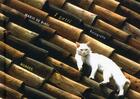 Couverture du livre « I gatti fotografie » de Mario De Biasi aux éditions Nuages