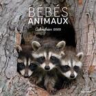 Couverture du livre « Calendrier mural bebes animaux 2020 » de  aux éditions Hugo Image