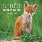 Couverture du livre « Calendrier mural bébés animaux (édition 2019) » de  aux éditions Hugo Image