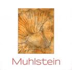 Couverture du livre « Cécile Muhlstein » de Paulina Nourissier aux éditions Flammarion