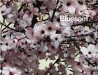 Couverture du livre « Blossom » de Thomas Demand aux éditions Mack Books