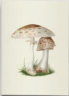 Couverture du livre « Carnet de notes et lectures : champignons des midlands » de M. F. Lewis aux éditions Reliefs Editions