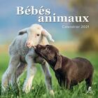 Couverture du livre « Bébés animaux ; calendrier (édition 2021) » de  aux éditions Place Des Victoires