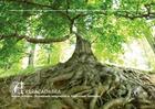 Couverture du livre « Arbracadabra : arbres et forets, expressions imaginaires & inspirations litteraires » de Nelly Orand aux éditions Edilivre