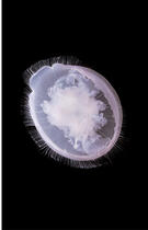 Couverture du livre « Guido mocafico medusa /francais » de Guido Mocafico aux éditions Steidl