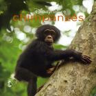 Couverture du livre « Chimpanzés » de  aux éditions Disney Hachette