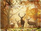 Couverture du livre « Richmond park » de Saberi Alex aux éditions Acc Art Books