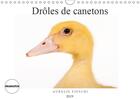 Couverture du livre « D adorables canetons calendrie » de Aurelie Fieschi aux éditions Calvendo