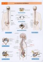 Couverture du livre « Schémas de travaux pratiques d'anatomie ; planches d'anatomie t.4 ; la colonne vertébrale » de Pierre Kamina aux éditions Maloine