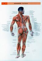 Couverture du livre « Schemas de travaux pratiques d'anatomie ; planches d'anatomie t.8 ; les muscles vue dorsale » de Pierre Kamina aux éditions Maloine