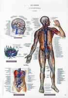 Couverture du livre « Schemas de travaux pratiques d'anatomie ; planches d'anatomie t.11 ; les veines et les lymphatiques » de Pierre Kamina aux éditions Maloine