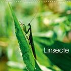 Couverture du livre « L insecte calendrier mural 2018 300 300 mm square » de Thebault P aux éditions Calvendo