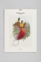 Couverture du livre « Paradisiers rouges » de John Gould aux éditions Reliefs Editions