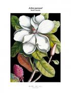 Couverture du livre « Magnolia » de Mark Catesby aux éditions Reliefs Editions