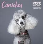 Couverture du livre « Calendrier caniches (2020) » de  aux éditions Artemis