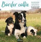 Couverture du livre « Calendrier border collie (2020) » de  aux éditions Artemis
