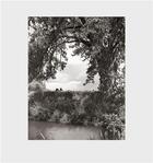 Couverture du livre « Robert adams cottonwoods » de Robert Adams aux éditions Steidl