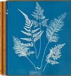 Couverture du livre « Anna Atkins : cyanotypes » de Peter Walther aux éditions Taschen