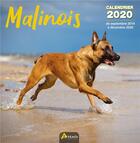 Couverture du livre « Calendrier berger belge malinois (2020) » de  aux éditions Artemis