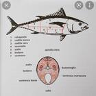 Couverture du livre « Surtout les thons ! une histoire culturelle et culinaire du thon rouge de Méditerranée » de  aux éditions Menu Fretin